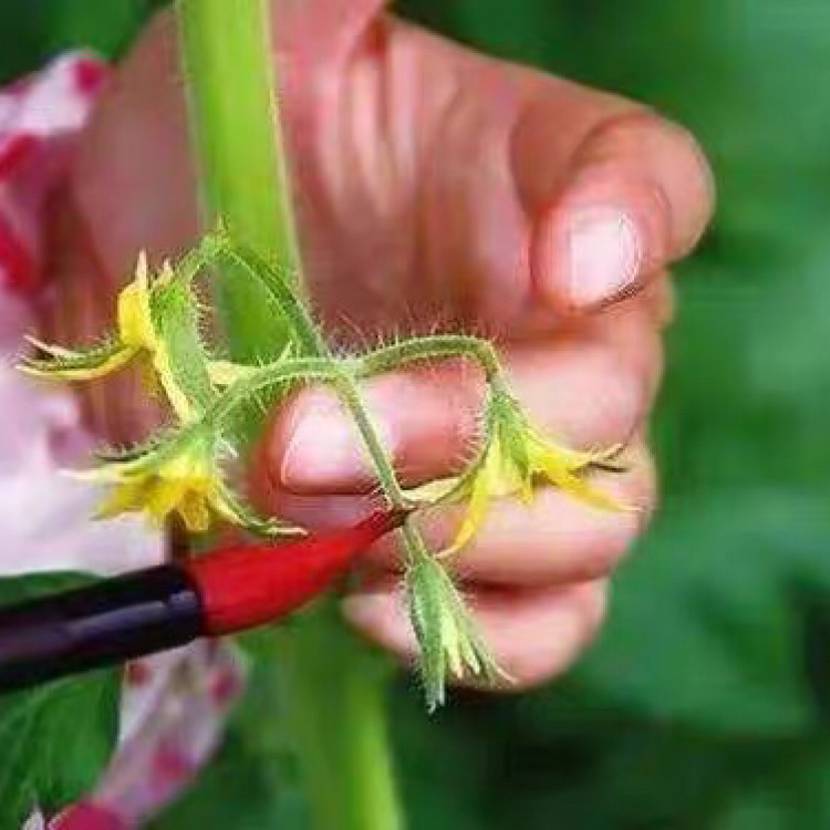 番茄点花药技术的最新应用与探索